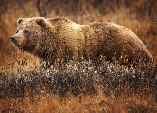 Troy man charged in 2020 grizzly bear killing