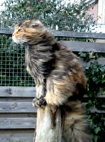 Windy cat