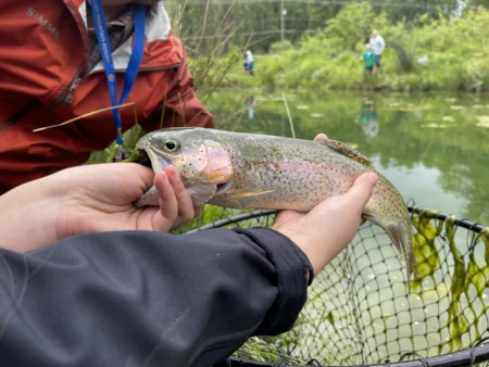 Local lakes getting stocked with rainbows