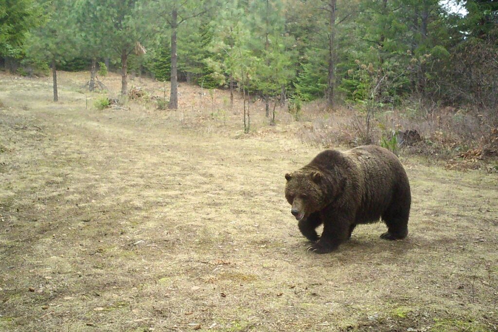 Grizzl;y