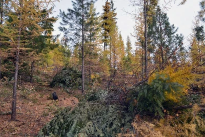 IPNF seeks to thin overly dense tree stands