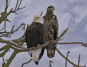 Eagle