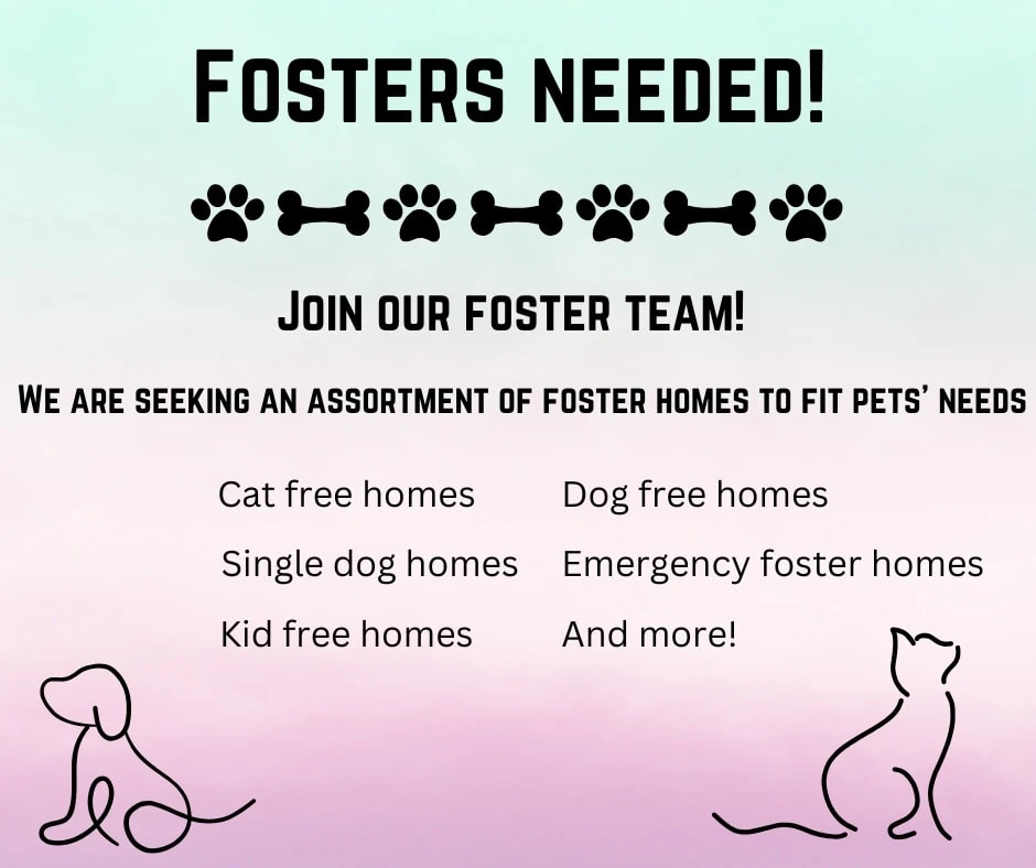 Animal Shelter Seeking Fosters