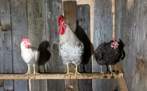 Chickens