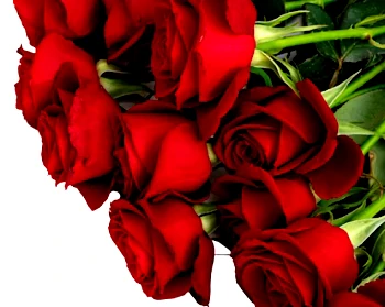 9B.News opens ‘Run for the Roses’ fundraiser for DYW