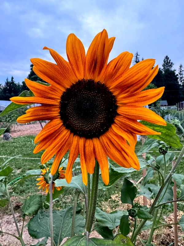 Spring Clean-Up Workday at GROW Community Garden