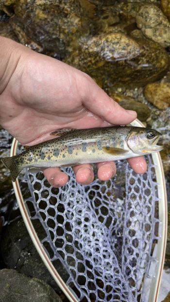 Keep public lands public