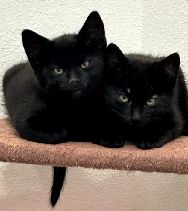 Pets of the Week at Second Chance – Atlas and Orion