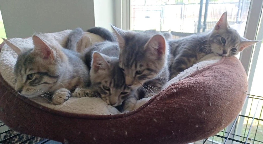 Second Chance pets of the week