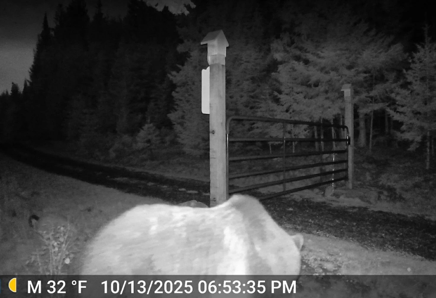 Grizzly bear sighting – Smith Lake