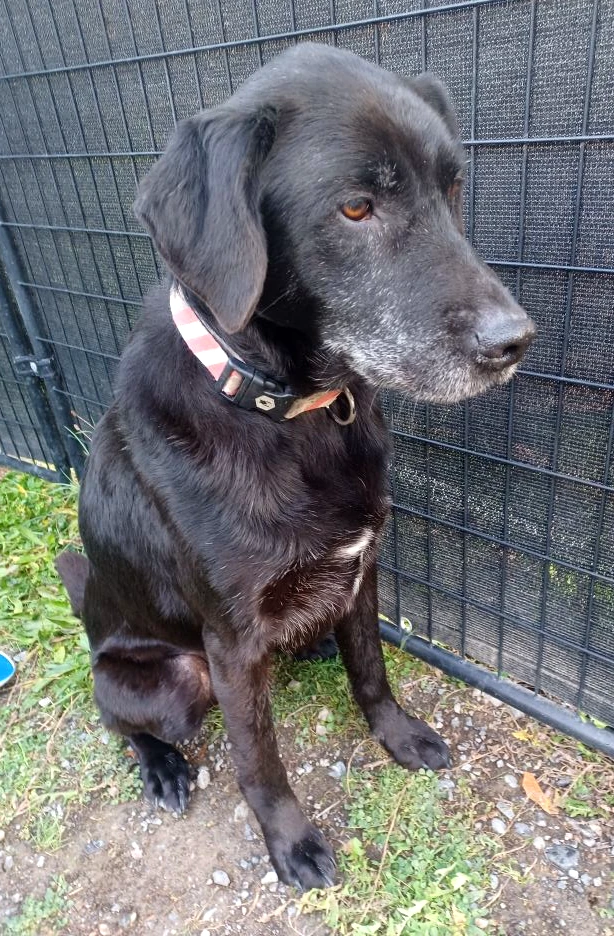 Friendly old dog still missing his family