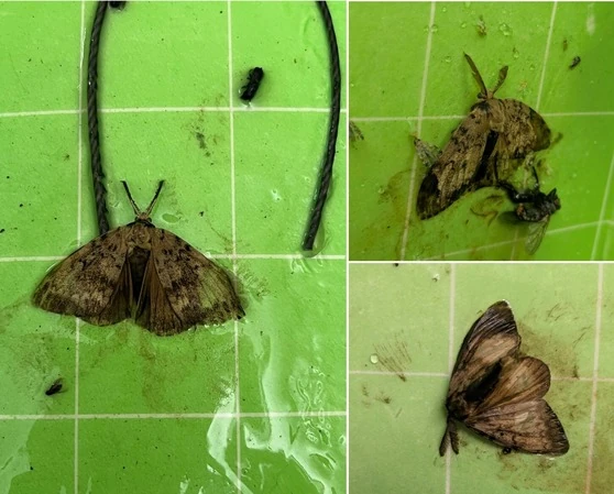 Invasive Spongy Moth Detected in Sandpoint for the Second Year in a Row