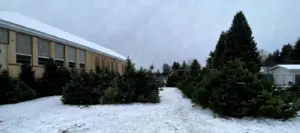 Christmas trees available by donation 9b News