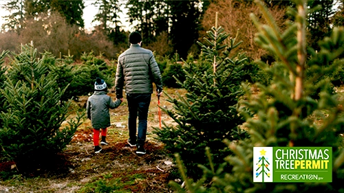 USFS Christmas tree permits available