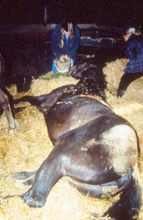 No horses allowed on fairgrounds property until further notice